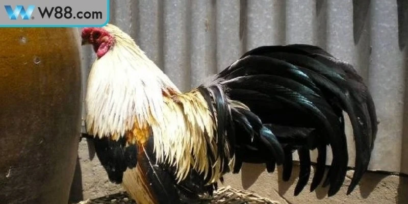 Bài Tập Luyện Thể Lực Cho Gà Đá Tăng Sức Bền Và Phản Xạ 3 Lưu ý quan trọng trong bài tập luyện thể lực cho gà đá