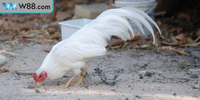 Cách Chăm Sóc Gà Đá Trong Chuồng Tăng Sức Chiến Đấu 2 Cách chăm sóc gà đá trong chuồng giúp phát triển toàn diện