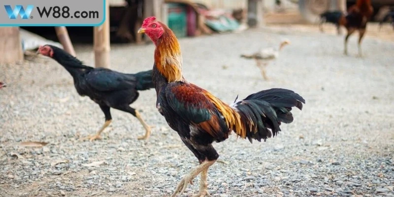 Cách Chăm Sóc Gà Đá Trong Chuồng Tăng Sức Chiến Đấu 3 Sai lầm thường gặp trong cách chăm sóc gà đá trong chuồng