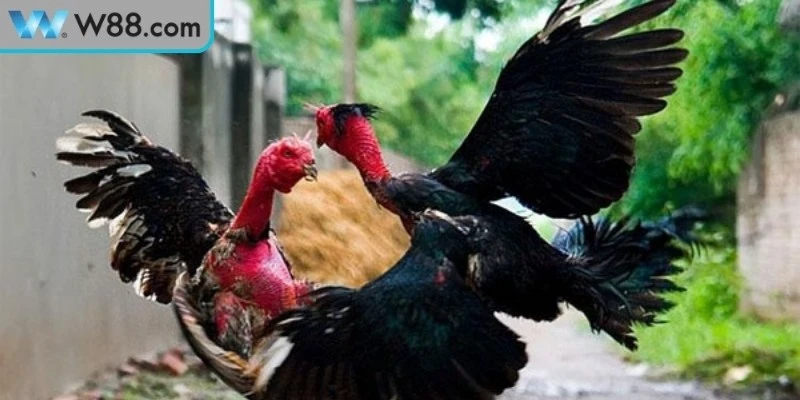 Cách Đánh Bại Gà Đá Đối Thủ Mạnh Hiệu Quả Cao Khi Thi Đấu 2 Cách đánh bại gà đá đối thủ mạnh quan sát phân tích đối thủ