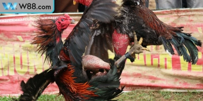 Cách Đánh Bại Gà Đá Đối Thủ Mạnh Hiệu Quả Cao Khi Thi Đấu 3 Chú ý quan trọng ở cách đánh bại gà đá đối thủ mạnh