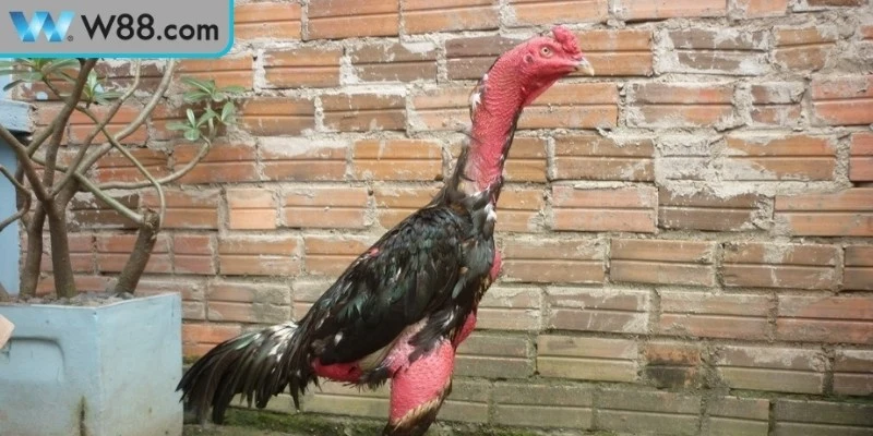Cách Nuôi Gà Đá Không Chảy Máu An Toàn, Tăng Sức Bền 2 Cách nuôi gà đá không chảy máu đầy đủ nhất