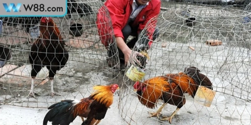 Đá Gà Đòn Bản Lĩnh Chiến Kê Trong Đấu Trường Truyền Thống 2 Luật chơi đá gà đòn giúp tăng hiệu quả khi tham gia