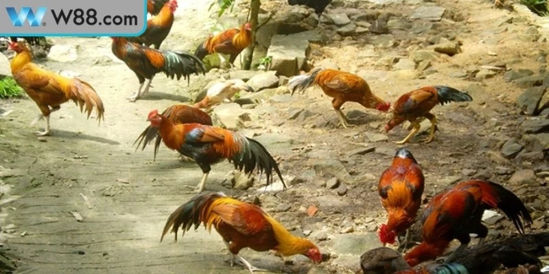 Đá Gà Đòn Bản Lĩnh Chiến Kê Trong Đấu Trường Truyền Thống 1 Đá gà đòn nét đặc trưng trong bộ môn đối kháng lâu đời