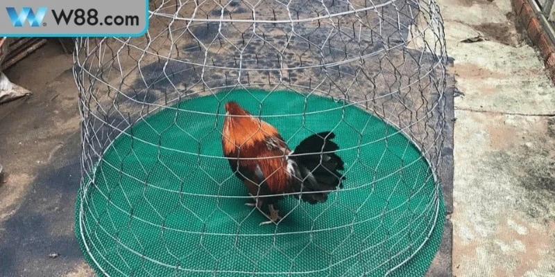 Làm Thế Nào Để Gà Đá Có Sức Bền - Hướng Dẫn Hiệu Quả 3 Các lưu ý khi áp dụng phương pháp tăng sức bền