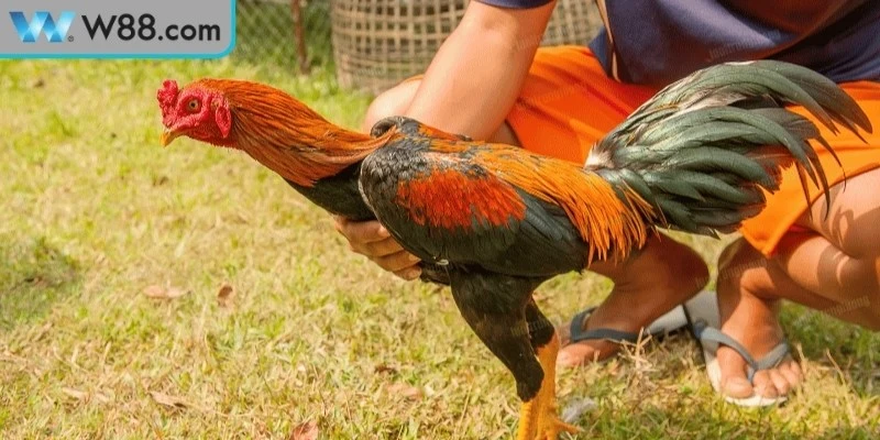 Làm Thế Nào Để Gà Đá Có Sức Bền - Hướng Dẫn Hiệu Quả 1 Tầm quan trọng hàng đầu của việc gà đá có sức bền