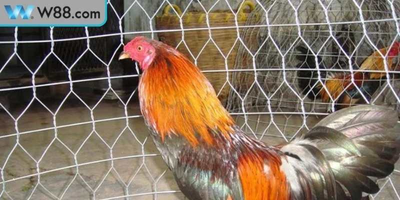 Mẹo Đá Gà Để Tăng Sức Mạnh Bền Bỉ Và Lâu Dài Nhất 2 Các mẹo đá gà để tăng sức mạnh