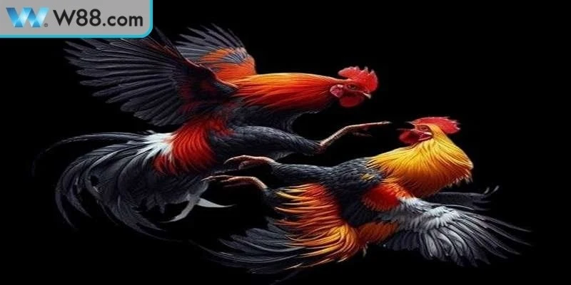 Mẹo Đá Gà Theo Phong Cách Riêng - Cách Tăng Tỷ Lệ Thắng 1 Lý do mẹo đá gà theo phong cách riêng rất quan trọng
