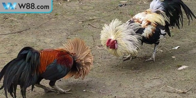 Mẹo Đá Gà Tránh Bị Thua - Bí Quyết Vàng Cho Kê Thủ 2 Chia sẻ các mẹo đá gà tránh bị thua